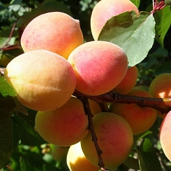 Абрикос 'Сюрприз'