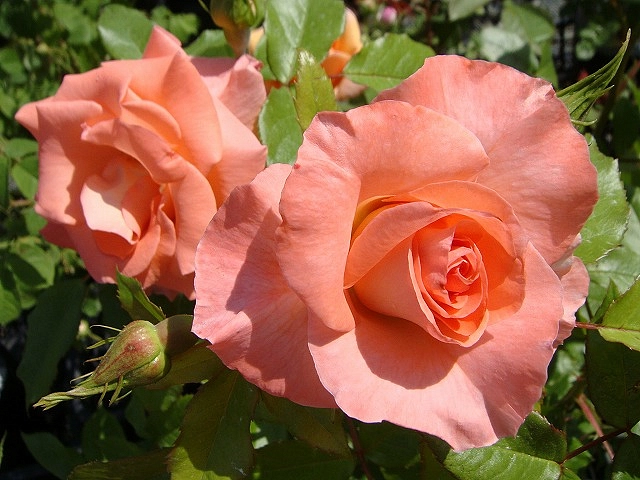 Роза 'Ливерпуль' (флорибунда) (кораловая)