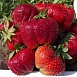 Земляника (клубника) 'Эльсанта'