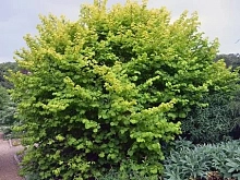 Лещина обыкновенная 'Aурея'