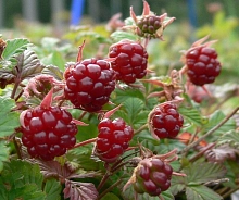 Княженика обыкновенная