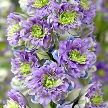 Дельфиниум 'Блюберри Пай'