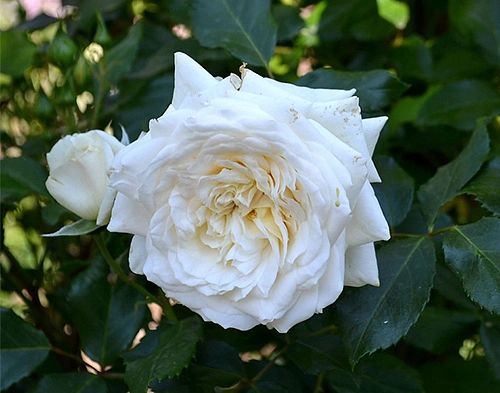Роза 'Аляска' (плетистая) (белая)