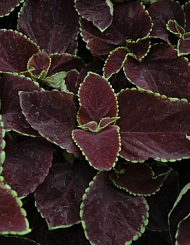 Колеус Блюма 'Премиум Сан Шоколад Минт' (темно-красный с зелеными краями)
