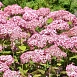 Гортензия древовидная 'Мэджикал Пинкербелл'