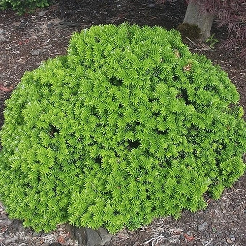 Пихта корейская 'Цис'