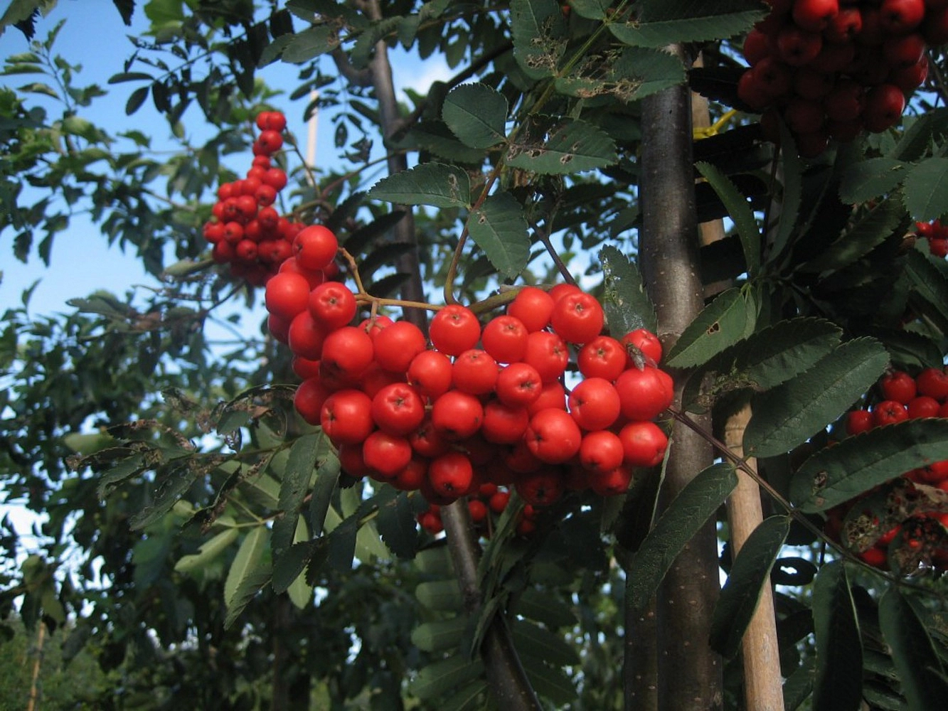Рябина обыкновенная 'Шиервотер Сидлинг'