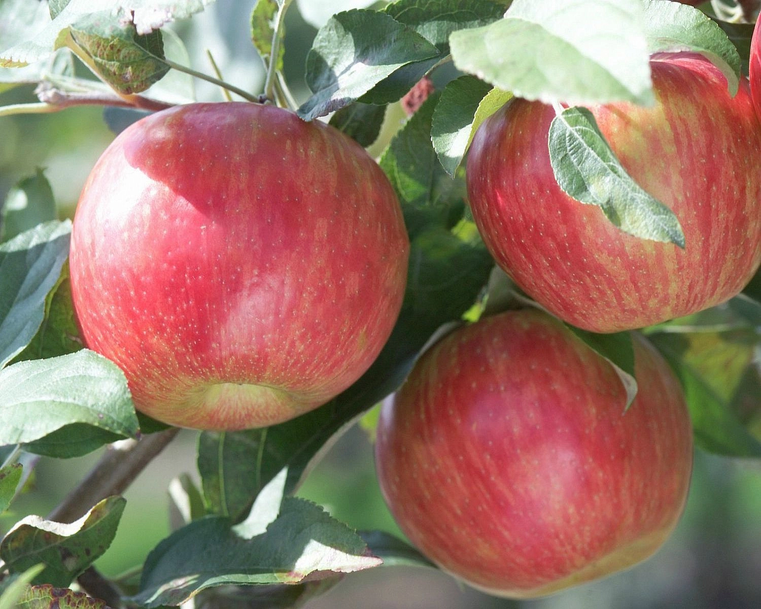 Яблоня домашняя 'Скала'