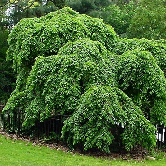 Вяз шершавый 'Пендула'