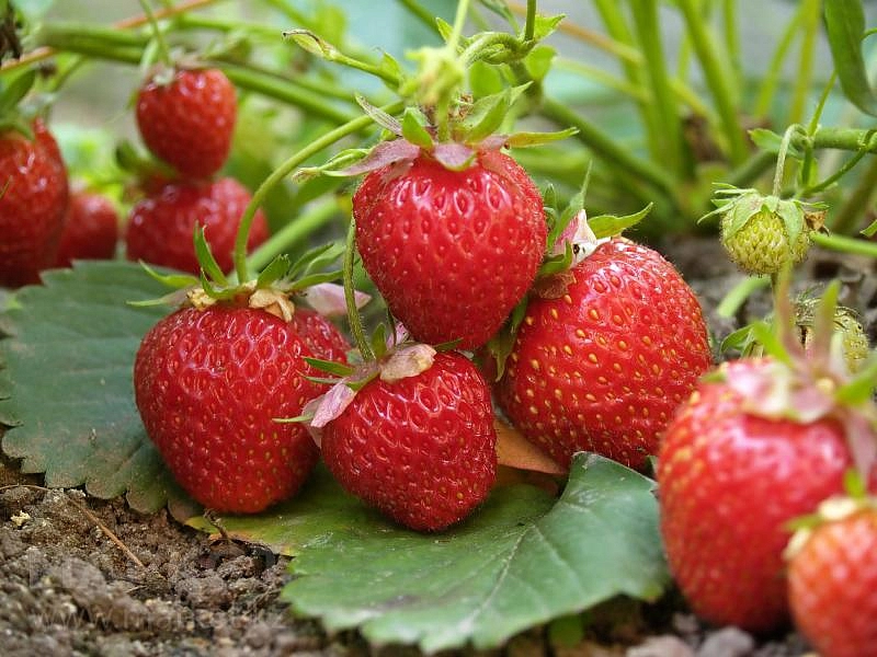 Земляника (клубника) 'Фламенко'