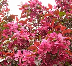 Яблоня декоративная 'Хелена'