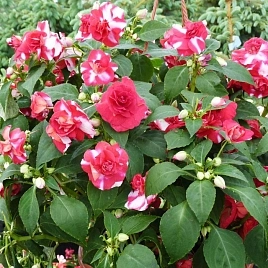 Бальзамин Уоллера