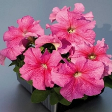 Петуния (сурфиния) гибридная 'Лимбо Джи Пи Роуз Вейнед' (розовая)