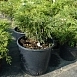 Можжевельник казацкий 'Вариегата'