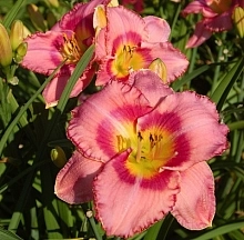 Лилейник гибридный 'Дресс Пинк'