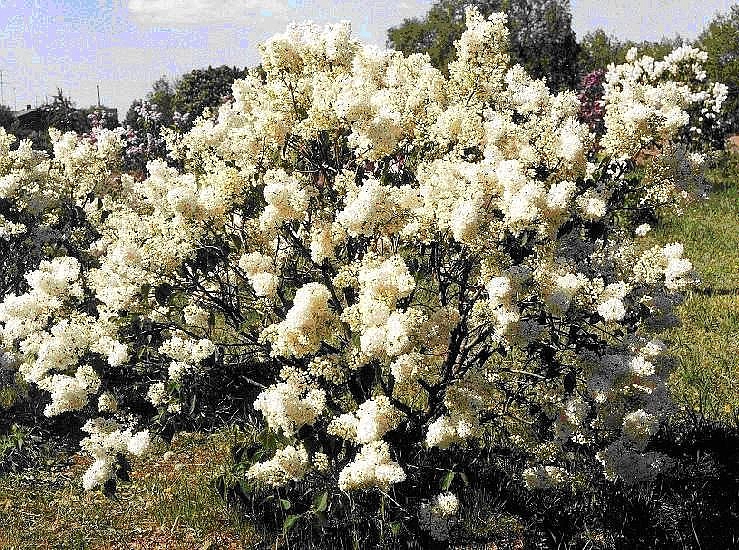 Сирень обыкновенная 'Маленький принц' (белый)