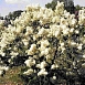 Сирень обыкновенная 'Маленький принц' (белый)