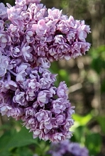 Сирень обыкновенная 'Маршал Василевский' (лиловая)