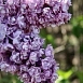 Сирень обыкновенная 'Маршал Василевский' (лиловая)