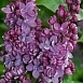 Сирень обыкновенная 'Максимович' (лилово - голубая)