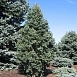 Ель колючая 'Исели Фастигиата'