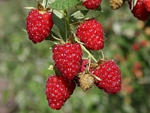 Малина 'Бригантина'