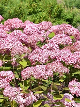 Гортензия древовидная 'Мэджикал Пинкербелл'