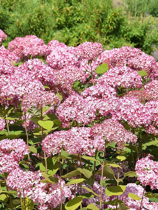 Гортензия древовидная 'Мэджикал Пинкербелл'