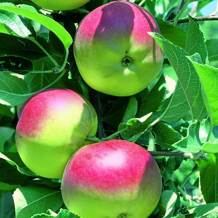 Яблоня домашняя 'Москвичка'