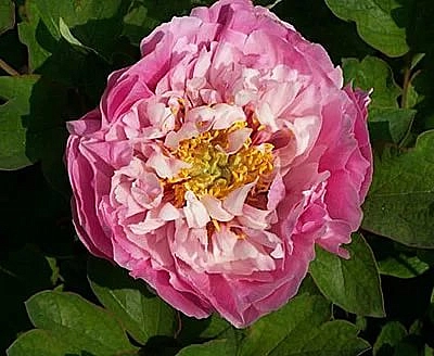 Пион древовидный 'Колорфул батерфлай' (розовый с белым)