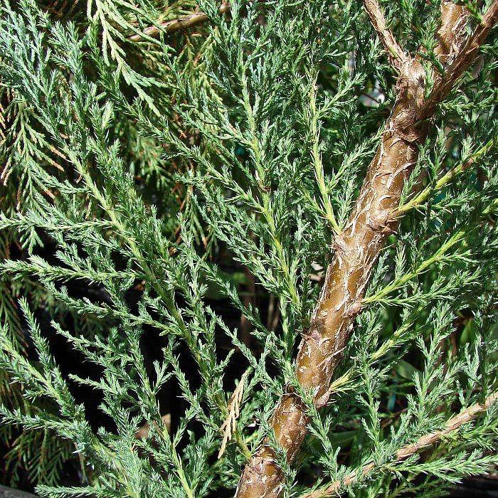 Можжевельник скальный 'Скайрокет'