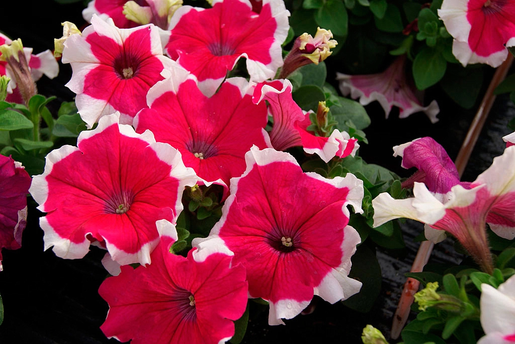 Петуния (сурфиния) гибридная  'Хулахуп Роуз' (розовая с каймой)