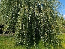 Ива гибридная 'Стрела Купидона'