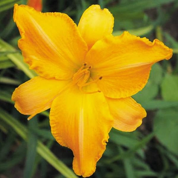 Лилейник гибридный 'Раффлд Эприкот'