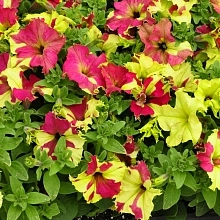 Петуния (сурфиния) гибридная 'Мираж Шугар' (лиловая с желтым)