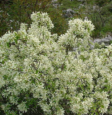 Ирга круглолистная