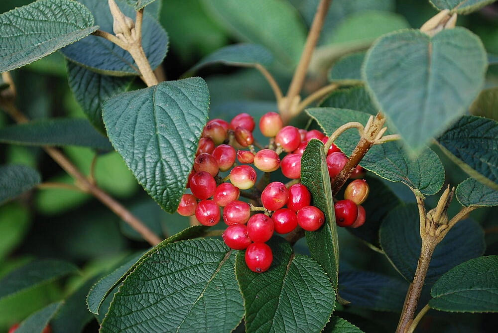 Калина гордовина 'Могикан'