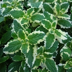 Мята ананасная 'Вариегата' Мята ананасная 'Вариегата'