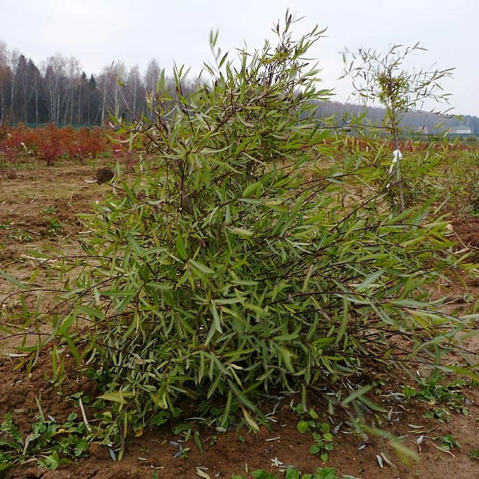 Ива пурпурная