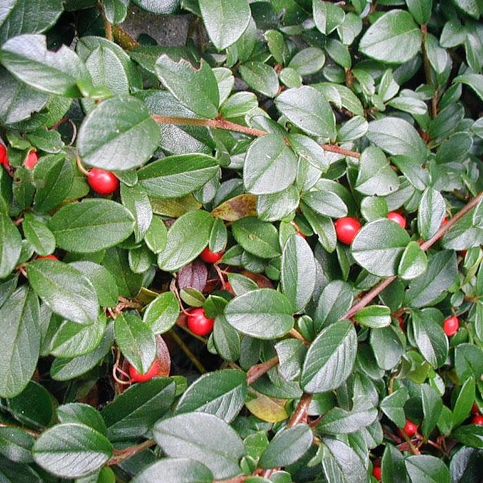 Кизильник Даммера