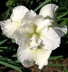 Ирис сибирский 'Беллиссима' Ирис сибирский 'Беллиссима'