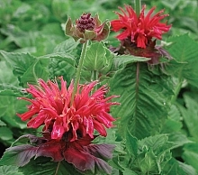 Монарда двойчатая (гибридная) 'Файербол'