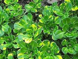 Камнеломка теневая Вариегата