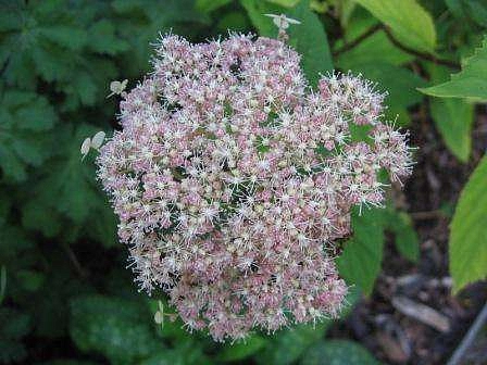 Гортензия древовидная 'Пинк Пинкашн'