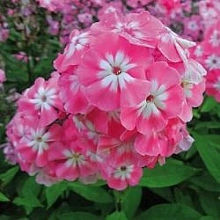 Флокс метельчатый 'Салмон Бьюти'