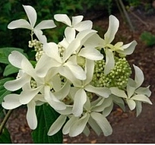 Гортензия метельчатая 'Грейт Стар'