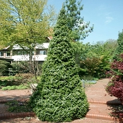 Ель сербская 'Цукерхут'