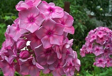 Флокс метельчатый 'Анна Каренина' (розовый)