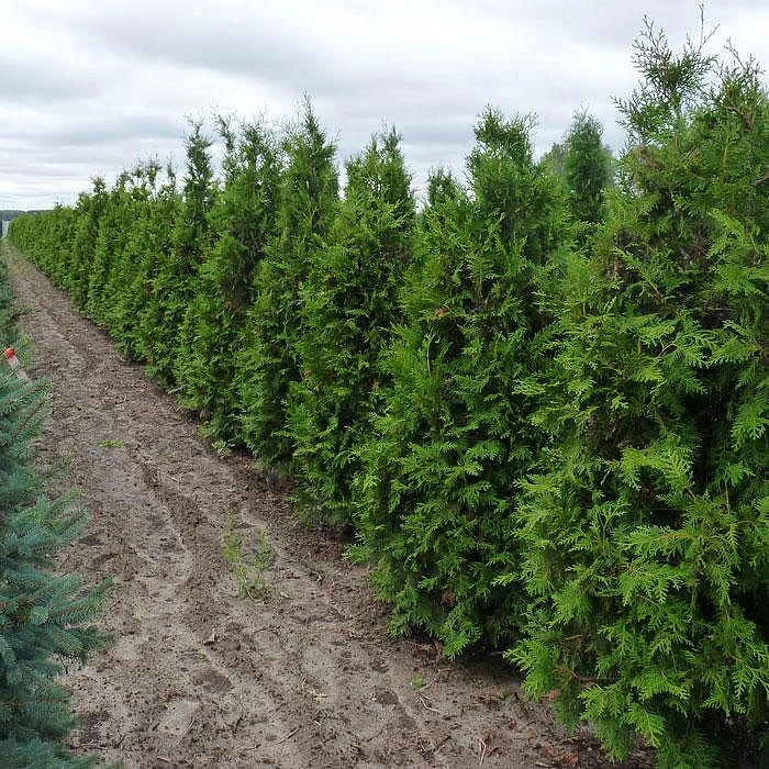 Туя западная 'Брабант'