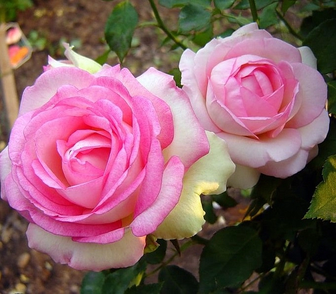 Роза 'Бидермайер Гартен' (чайно-гибридная) (белая с розовым)